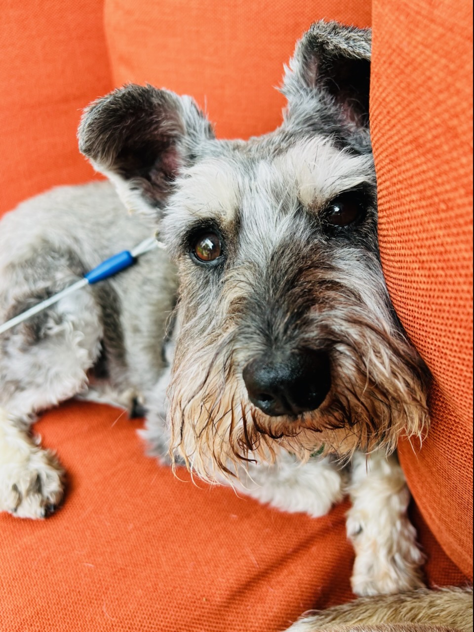 Blitz, looking directly at the camera from the couch