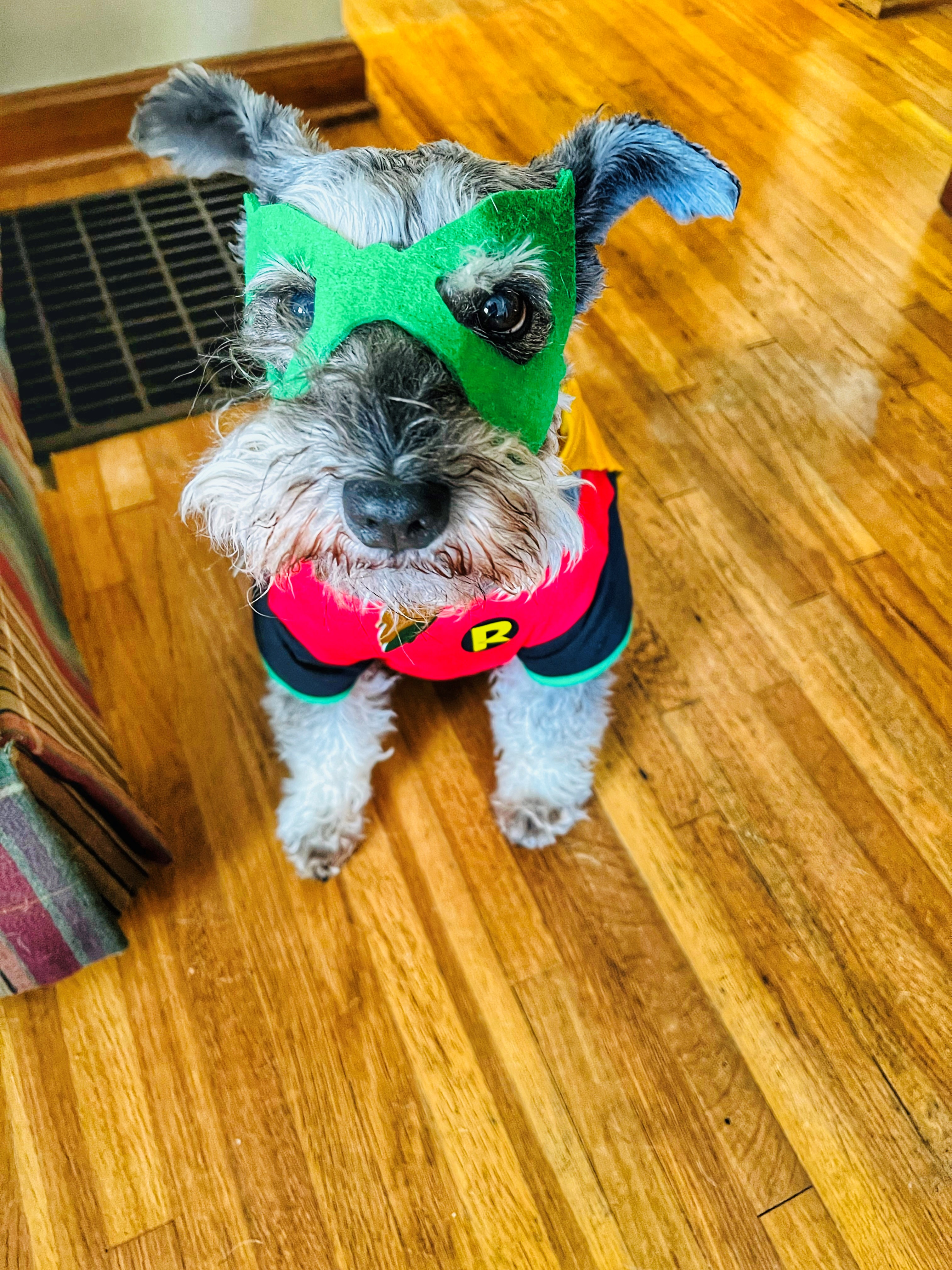 Blitz dressed as Robin for Halloween